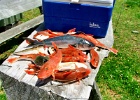 Selection of the fish we caught