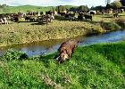 Dogs retrieving the ducks.