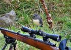 A robin peacfully sitting ontop of a rifle.