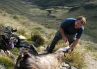 Paul Gutting The Deer