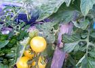 Vege Garden (1)