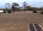 Irrigation for corn nearly completed