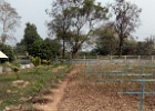 row of papaya palms all growing successfully