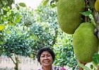 Jack fruit