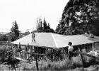 Bruce on the roof and Verna and Graham on the scaffold ,Maggie at the fence