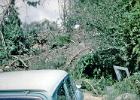 The trees fell where the car had been parked