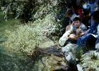 Feeding the Tame Eels, Golden Bay NZ