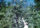 Dad (Eric) pointing at a Possum in the tree