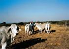 Antony with his  Brahman or Brahma which are a breed of Zebu cattle that weres first bred in America from cattle breeds imported from India. Brahma cattle were produced by cross-breeding Kankrej, Gujarat, Ongole, and the Gir strains