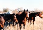 Quater Horse breeding stock