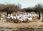 Typical African sheep unlike the breeds in New Zealand